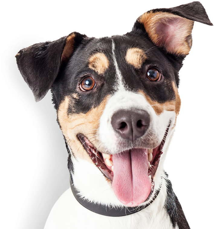 Terrier mix dog waste removal photo